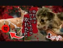 【検索してはいけない言葉】猫とか鹿が大変な目に遭うので閲覧注意【悪魔の実況part134】