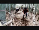 【第264回】たけのこ掘り体験③と換毛期とみちみち