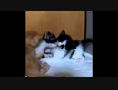 【ショート】子猫が子猫の口の膨らみを噛む（フクフクした所）初めて自分の髭袋に気づいた瞬間(*'ω'*)