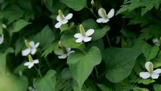 ①蓄膿症・あせも・湿疹・虫刺され・腫れ物・水虫・かぶれ・便秘・高血圧・皮膚病の体質改善にドクダミ(薬効と使い方) ②アトピー治癒の体験談