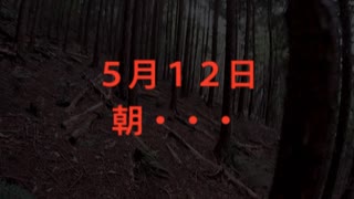 (閲覧注意・ハクビシン捕獲)変態忍者の、有害鳥獣駆除従事活動記・その２８４