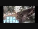 赤ちゃんなまず飼育日記 334日目