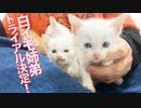 保護白イモ姉弟、トライアル先決定！