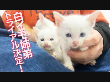 保護白イモ姉弟、トライアル先決定！
