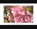 徒花よ feat.星界 / きりはらきずき