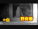 しつこいんで説教しました【野良猫】