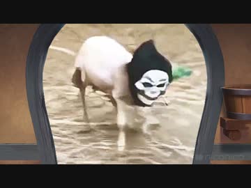 顔が違うーっ！！！(2)