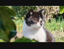 I play with cat.　松野翔太