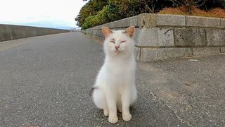 海沿いの道でよく喋る野良猫が話し掛けてきた