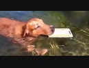 水の中にスマホ落としてしまった人間、ゴールデンレトリバーが頼もしすぎる