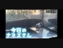 赤ちゃんなまず飼育日記 335日目