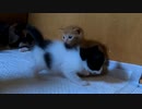 【まるでボクシング】反則の頭突きを避け猫パンチするも素早くかわされる子猫がこちらです