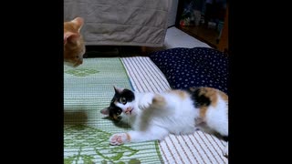 【ショート】元野良猫の三毛猫さん