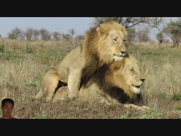 ホモと見るライオン界の弱者男性たち