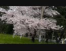 ２０２４／４／１９(金) 桜