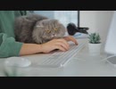 A cat relaxing between the arms of a woman. 生嶋一生