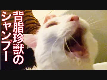 背脂の出る珍獣、シャンプーされる