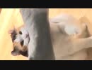 枕を持って一緒に眠りに来る猫が愛おしい