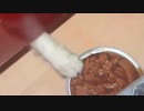 ネコ　「これ私の！」