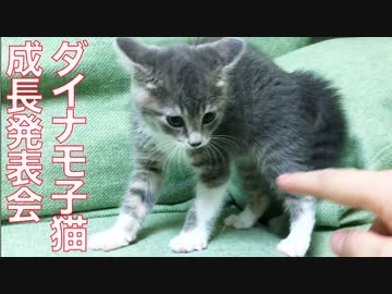 ダイナモ子猫、その成長を先生に披露する