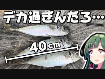 巨大アジが入れ食いする堤防で釣りしてきたので、超特大の“アレ”作ります。