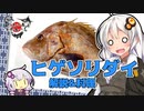 日本の魚全部食べる #2　ヒゲソリダイ