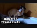 どうやら姉妹は「この子は男の子だ」と気づき始めたみたいです【五匹きょうだい唯一のオス子猫】妹の猫パンチが芸人のツッコミみたいになってしまう