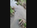 水じゃなくて2012年頃のEDMが流れる川