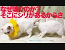 ウチューネコ、Siri嗅ぎで顎を酷使する