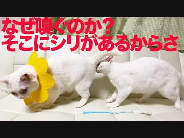 ウチューネコ、Siri嗅ぎで顎を酷使する