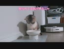 【マンチカンの子猫】水の飲み方が独特すぎる猫｜びびちゃんねる