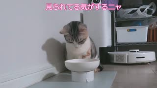 【マンチカンの子猫】水の飲み方が独特すぎる猫｜びびちゃんねる