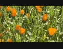 【おったん】春のお花見「河原でケシの花？を映す」