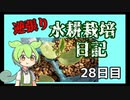 逆張り水耕栽培を楽しむずんだもん（28日目）