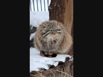 ホモと見るマヌルネコの寒さ対策