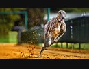 79-2,【犬 Dog】日本犬が特に好きだな