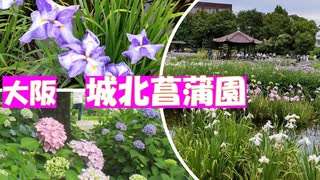 城北菖蒲園【大阪おでかけvlog】大阪市の淀川沿いにある城北公園内の城北菖蒲園に行きました。広い菖蒲園に沢山の種類の菖蒲が咲き乱れていて、あじさいもきれいでした。