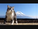 81-2,【猫㊀  Cat】斷トツ！一番人氣