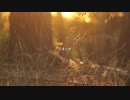 自縄自縛 - NeffSan × listener