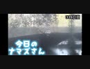 赤ちゃんなまず飼育日記 339日目