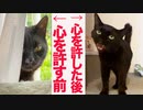 6年心を閉ざしてた猫、心をを許した安息の日々