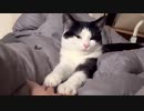お手の方法があまりにも可愛すぎる猫、海外で話題に