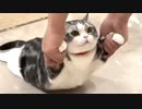 一番好きな遊びらしい