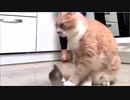 猫にご飯あげるのが30分遅れた結果