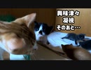初めて叔母猫の顔に近づく子猫が可愛すぎる「ママとちがうんでちゅ」からの凝視「おチビ、お願いだから何もしないでね」
