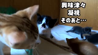 初めて叔母猫の顔に近づく子猫が可愛すぎる「ママとちがうんでちゅ」からの凝視「おチビ、お願いだから何もしないでね」