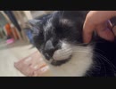 くつろぎモードの我が家の猫さまのみまちゃん