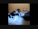 【ショート】シャーした後に背筋ピーン、な子猫