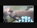 赤ちゃんなまず飼育日記 340日目