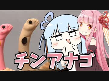 チンアナゴ姉妹の貴重な映像【実写ボイロ劇場】